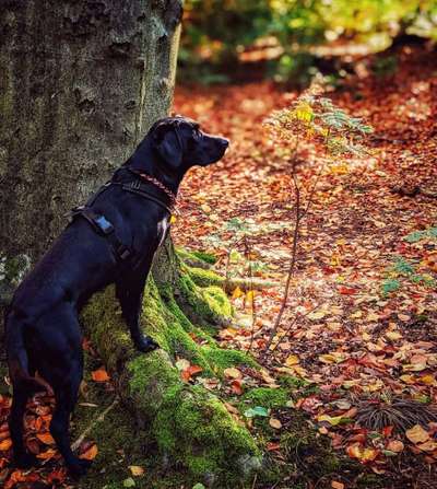 Herbst🍁-Beitrag-Bild