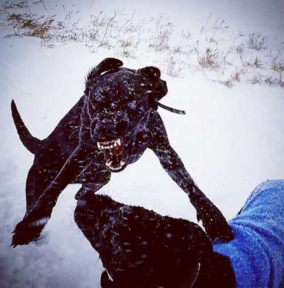 Der Wolf in eurem Hund-Beitrag-Bild