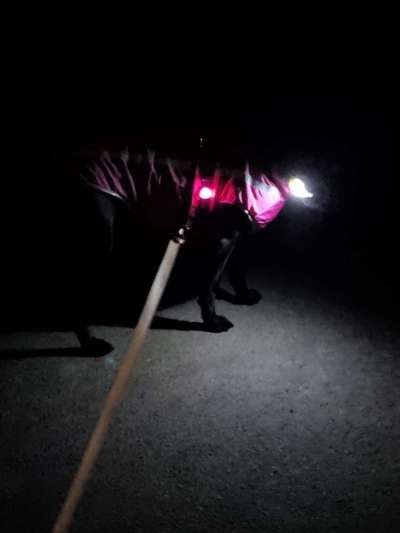 Welches Leucht Halsband für ein Großen Hund ist am stabilsten und man kann es auch aufladen ?-Beitrag-Bild