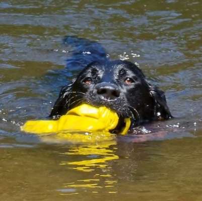 Sicheres Schwimmen mit Hund - Eure Erfahrungen und Tipps-Beitrag-Bild