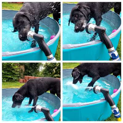 Hund trinkt zuwenig-Beitrag-Bild