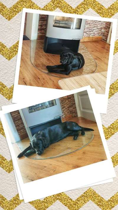 Tipps, Tricks, Klatsch und Tratsch über den Labrador-Beitrag-Bild