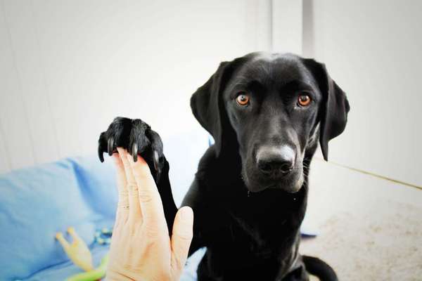 Dogorama Blog Challenge: Hundetricks-Beitrag-Bild