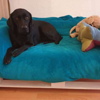 Ein gutes Hundebett?-Beitrag-Bild