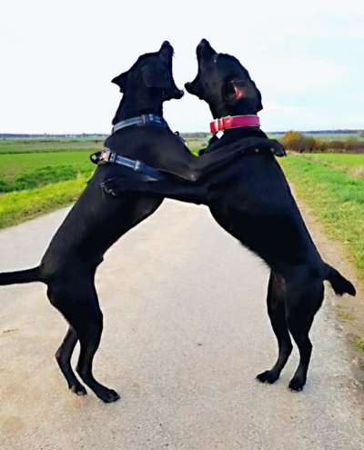 Hunde in Action-Beitrag-Bild