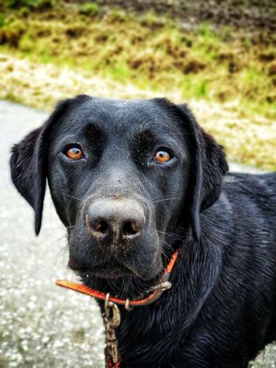 Rasseporträt Labrador-Beitrag-Bild