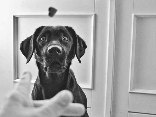 Foto's und Hundemodels-Beitrag-Bild