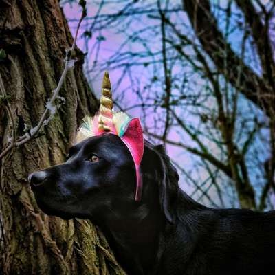 Dogorama Photo Challenge - TV Hund-Beitrag-Bild