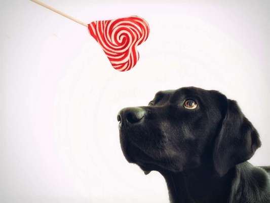 Foto's und Hundemodels-Beitrag-Bild