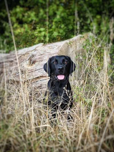 5. Hund im hohen Gras-Beitrag-Bild