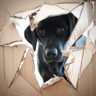 Labradorfans-Beitrag-Bild