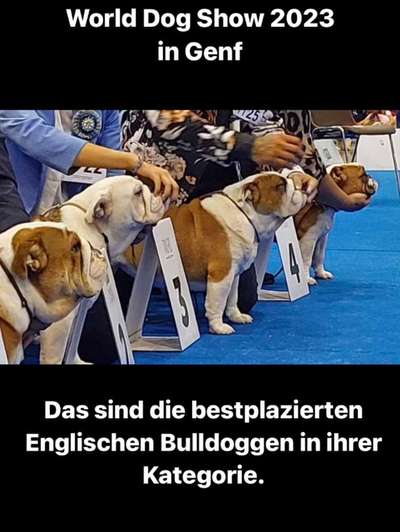 Brachycephale Hunderassen-Beitrag-Bild