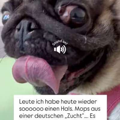 Qualzucht - Warum Aufklärung alleine nicht reicht-Beitrag-Bild