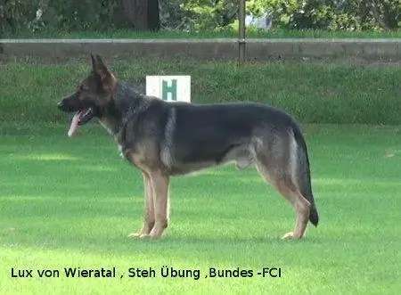 Qualzucht - Warum Aufklärung alleine nicht reicht-Beitrag-Bild