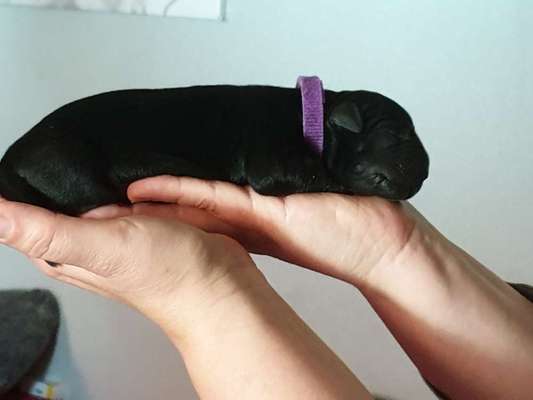 Zeigt her eure Labbis!-Beitrag-Bild