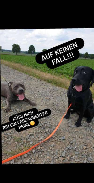 Hier ist der Spaßthread. Zum Schmunzeln und Kaputtlachen-Beitrag-Bild