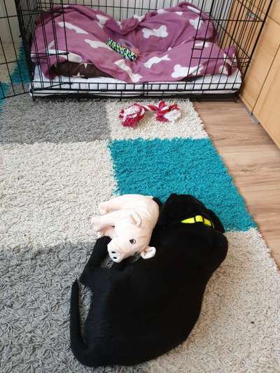 Überdrehter Junghund-Beitrag-Bild