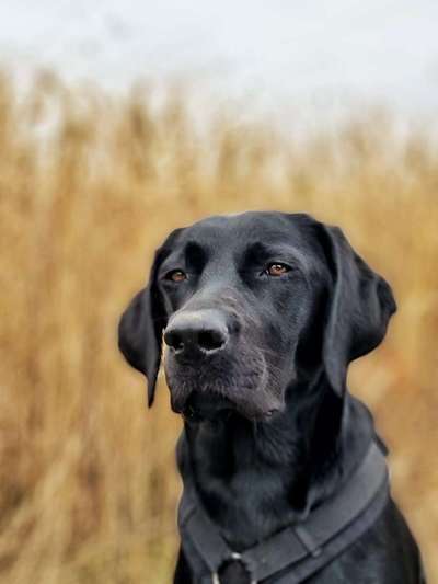 vorsicht, wir werden dominiert und manipuliert von unseren Hunden-Beitrag-Bild