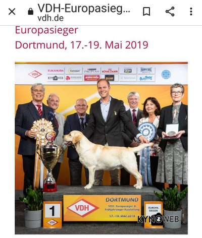 Rassecheck Labrador-Beitrag-Bild