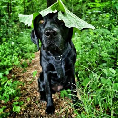 Foto -Challenge  Thema : Dein Hund Im Wald-Beitrag-Bild