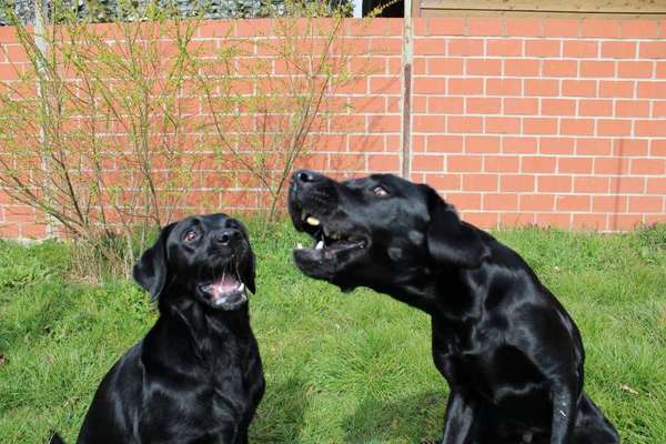 Bild wo euer Hund quatsch macht-Beitrag-Bild