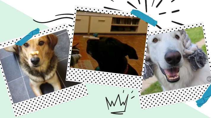 41. Handy Video Challenge-Beitrag-Bild