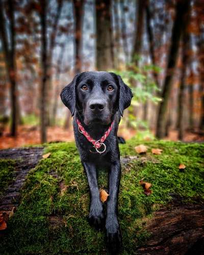 Wald Bild-Beitrag-Bild