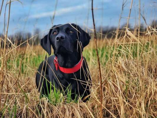 eure Spitznamen für die Vierbeiner-Beitrag-Bild