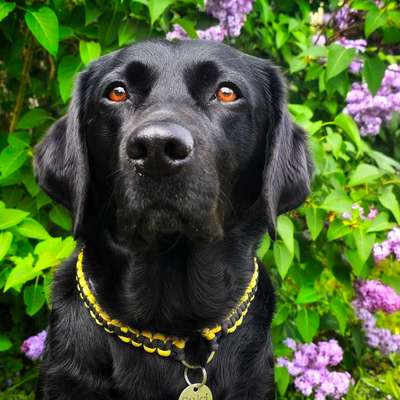 Welche Hundemarke passt ans Curli Geschirr?-Beitrag-Bild