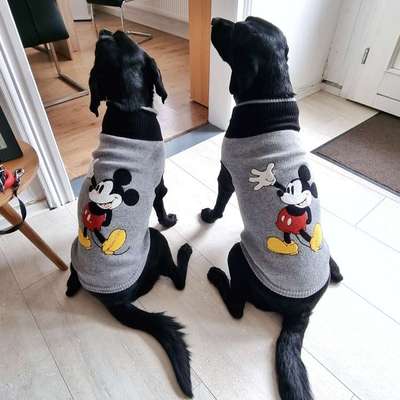 Hundepullover für große Hunde gesucht-Beitrag-Bild