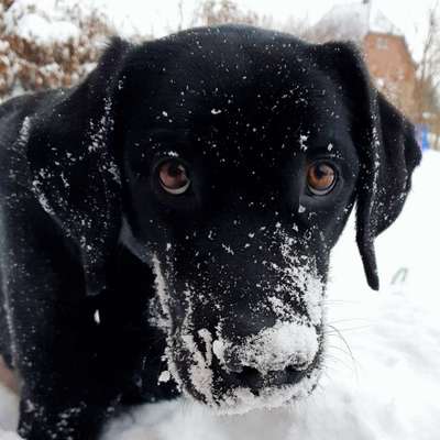 Schneehund-Beitrag-Bild