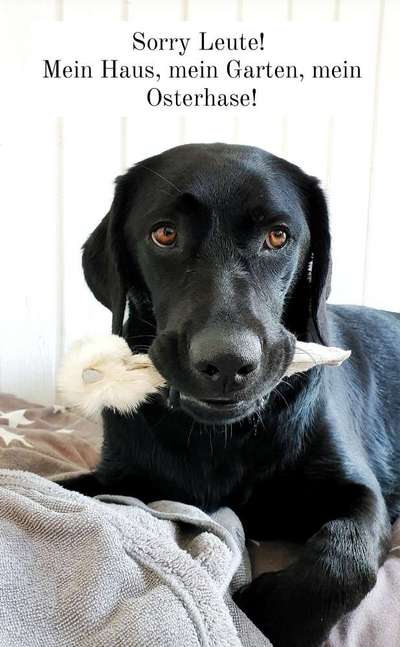 Hier ist der Spaßthread. Zum Schmunzeln und Kaputtlachen-Beitrag-Bild