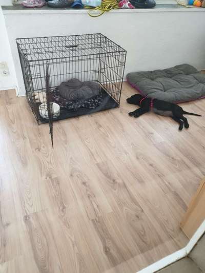 Überdrehter Junghund-Beitrag-Bild