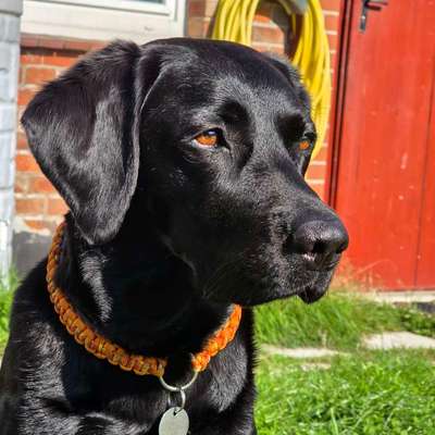 Zeckenschutz mit Kleinkind und Katze-Beitrag-Bild