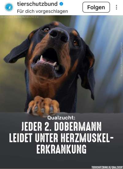 Qualzucht - Warum Aufklärung alleine nicht reicht-Beitrag-Bild