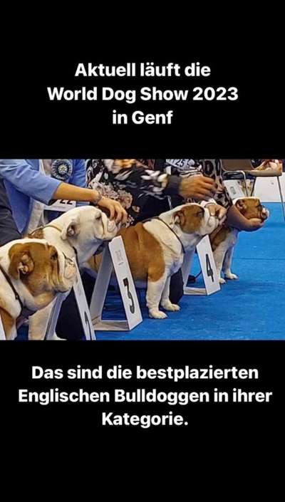 Brachycephale Hunderassen-Beitrag-Bild