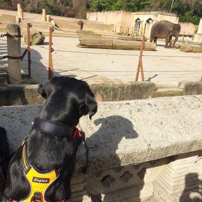 54. Handy Foto Challenge - Zoo Besuch-Beitrag-Bild