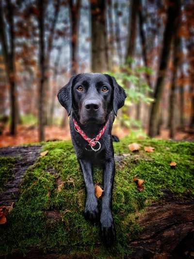 Hunderunde-Beitrag-Bild