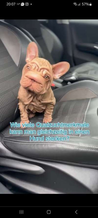 Brachycephale Hunderassen-Beitrag-Bild