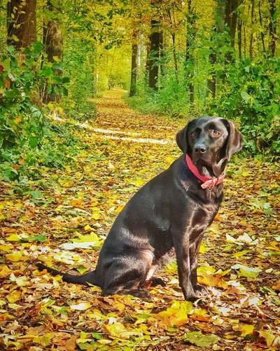 Die Dogorama Kalender Challenge Teil 1/4-Beitrag-Bild