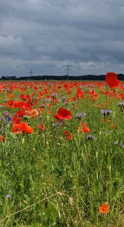 Die wunderschöne Welt mit Hund.-Beitrag-Bild