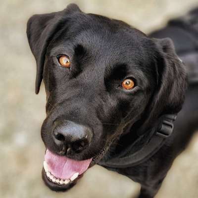 Nicht ganz alltägliche Hundenamen.
Wie kreativ wart ihr?-Beitrag-Bild