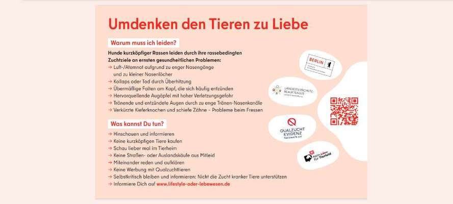 Brachycephale Hunderassen-Beitrag-Bild