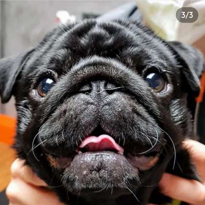 Brachycephale Hunderassen-Beitrag-Bild