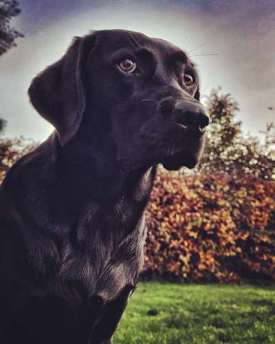 Gespräche zwischen Hund und Halter-Beitrag-Bild