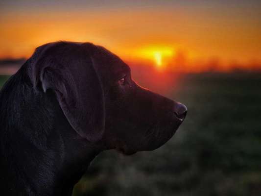 Hunde Porträt (Portrait) Galerie....-Beitrag-Bild