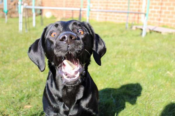 Foto's und Hundemodels-Beitrag-Bild