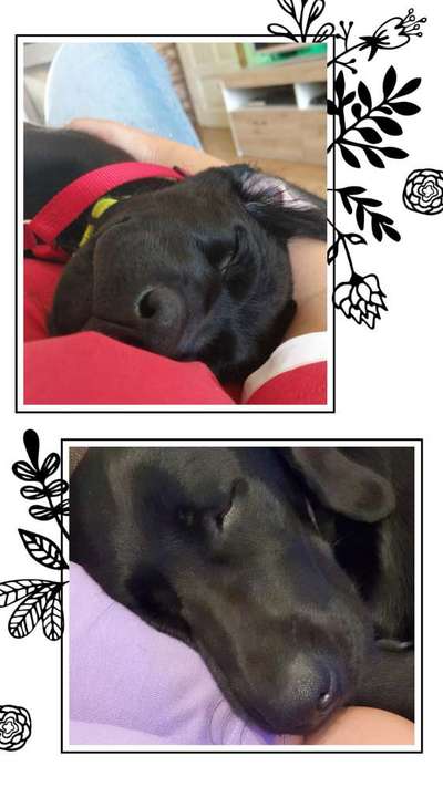 Wie seid ihr zu eurem Welpen gekommen?-Beitrag-Bild