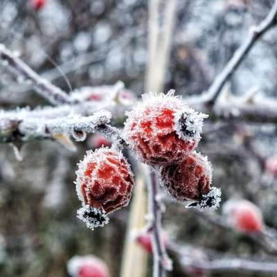 Die wunderschöne Welt mit Hund.-Beitrag-Bild