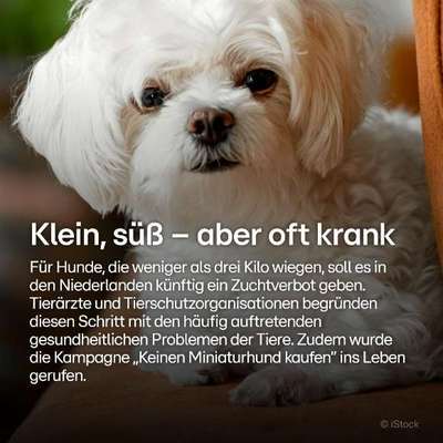 Qualzucht - Warum Aufklärung alleine nicht reicht-Beitrag-Bild